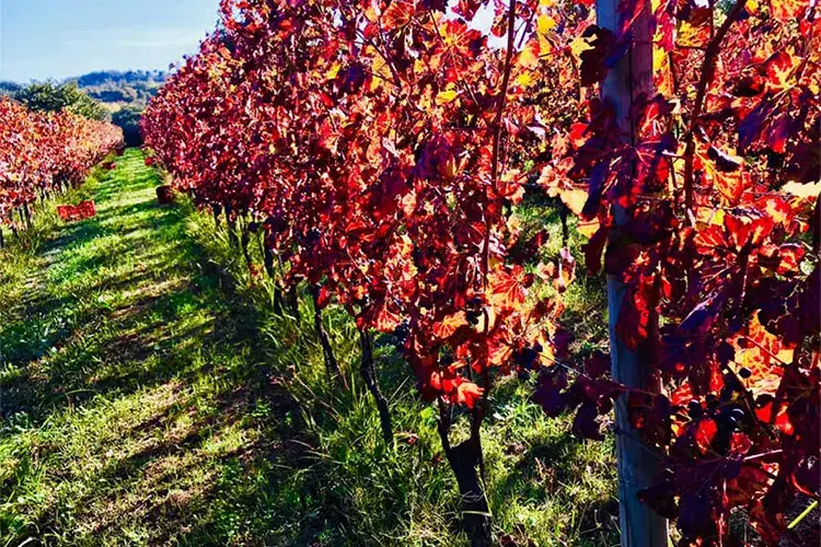Un grande vino da un grande terroir