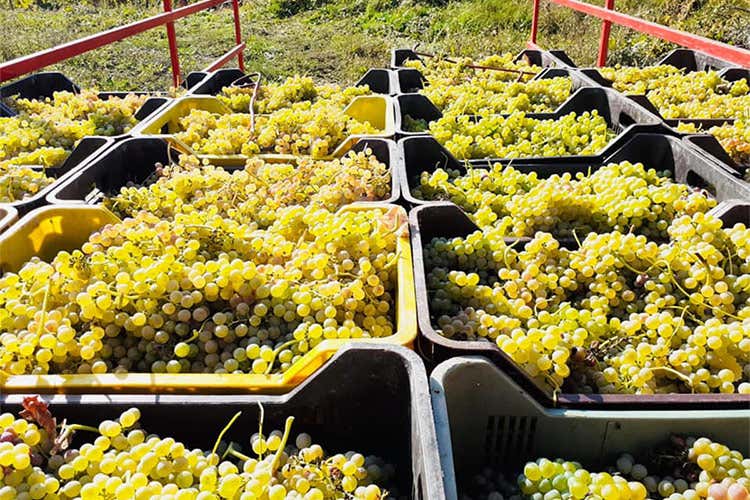 Tra le uve bianche della cantina, l'autoctona Falanghina