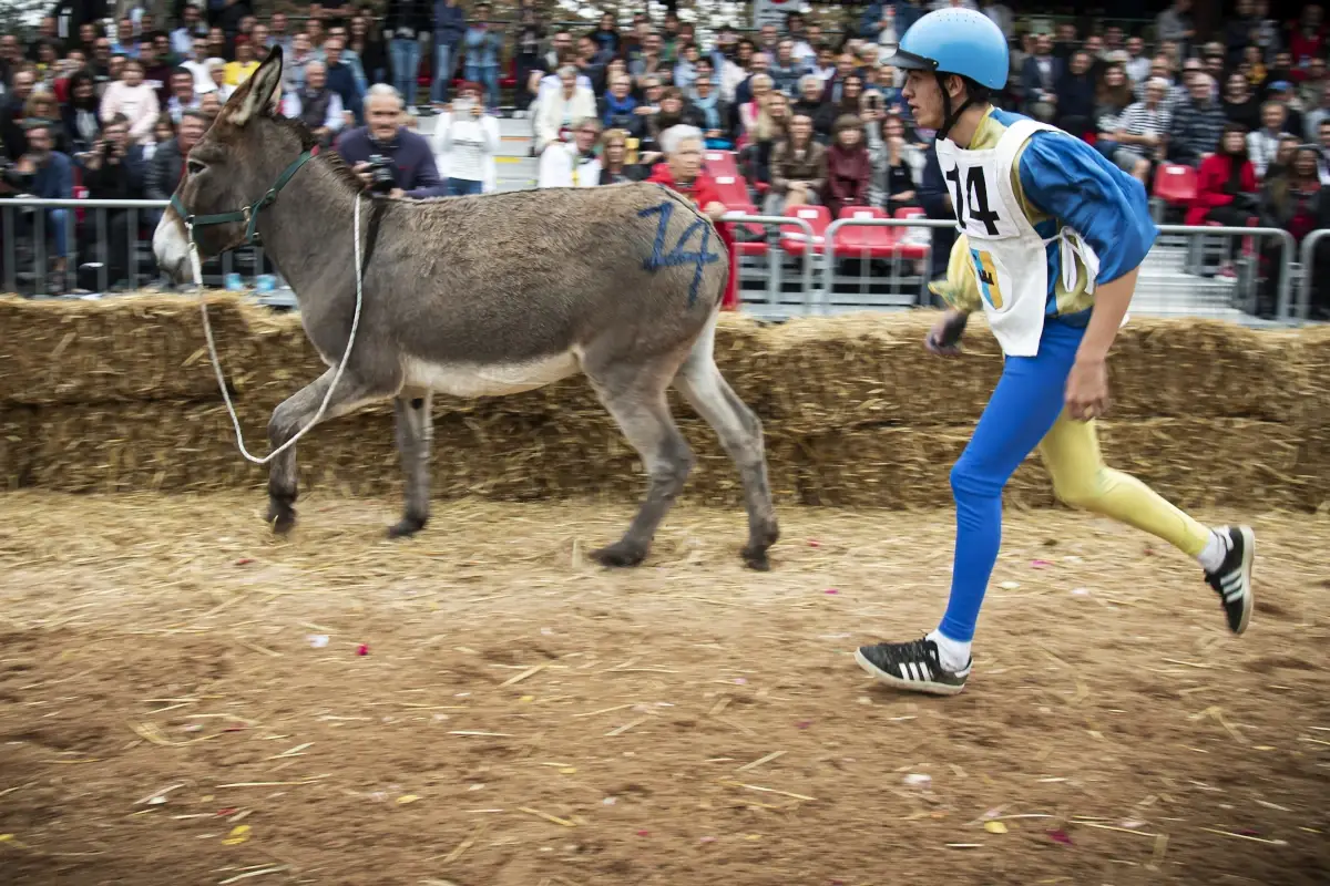 Il Palio degli Asini (Foto Giorgio Perottino) La sostenibilit&agrave; &egrave; il tema della 92&ordf; Fiera del Tartufo di Alba