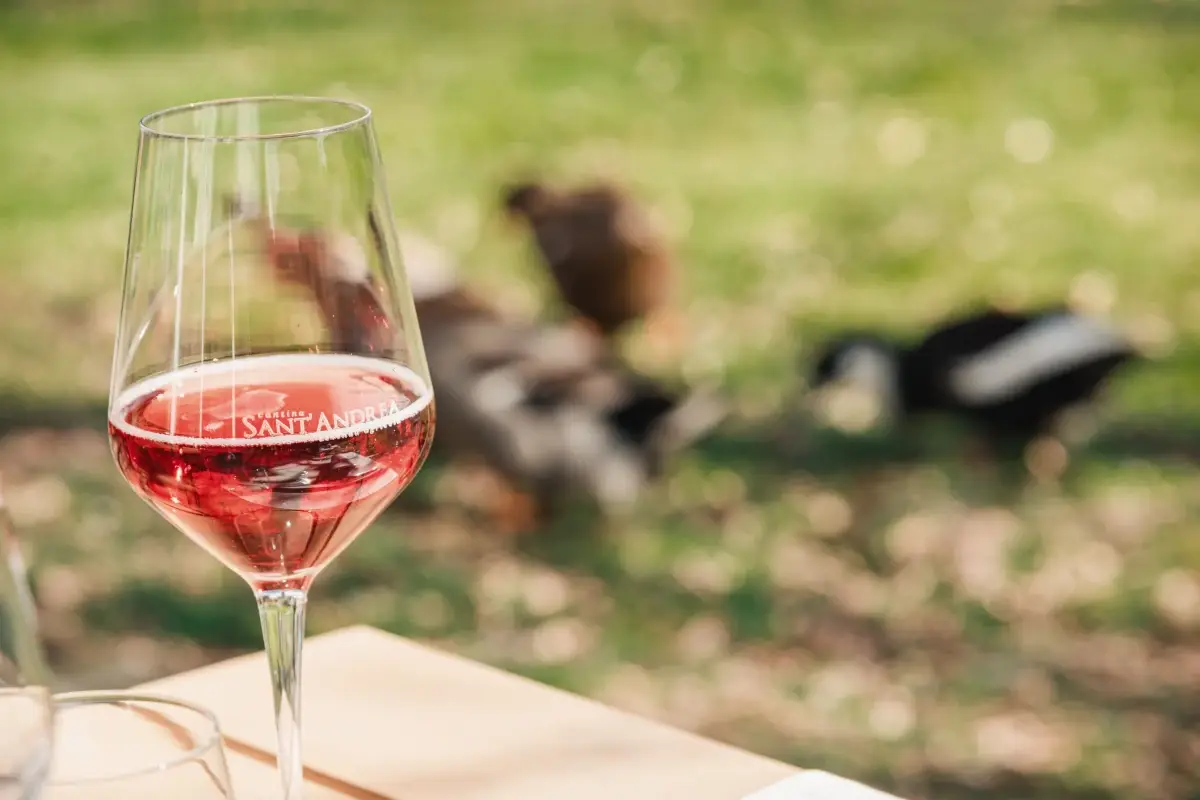 Vini del Basso Lazio Cantina S.Andrea esalta i vini del Basso Lazio