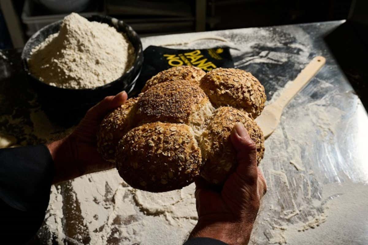 Pane Nostrum 2025: Senigallia diventa capitale dell’arte bianca Pane Nostrum 2025: Senigallia diventa capitale dell’arte bianca