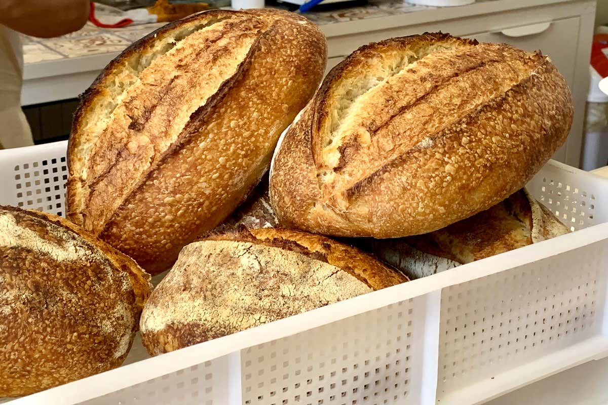 A scuola di pane con l’antico grano khorasan a marchio Kamut A scuola di pane con l’antico grano khorasan a marchio Kamut