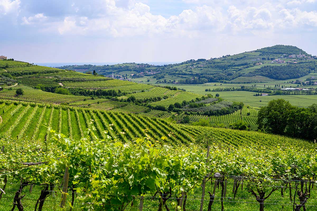 Vigneti a tutto tondo Tenuta di Massimago, relax tra le vigne