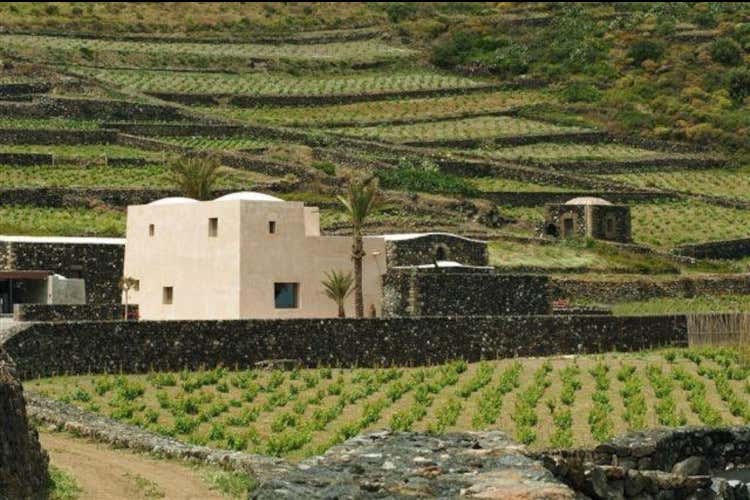 Vitigni della cantina Donnafugata Incendio di Pantelleria, salve le viti di Zibibbo: ora si teme per quelle bagnate dai Canadair