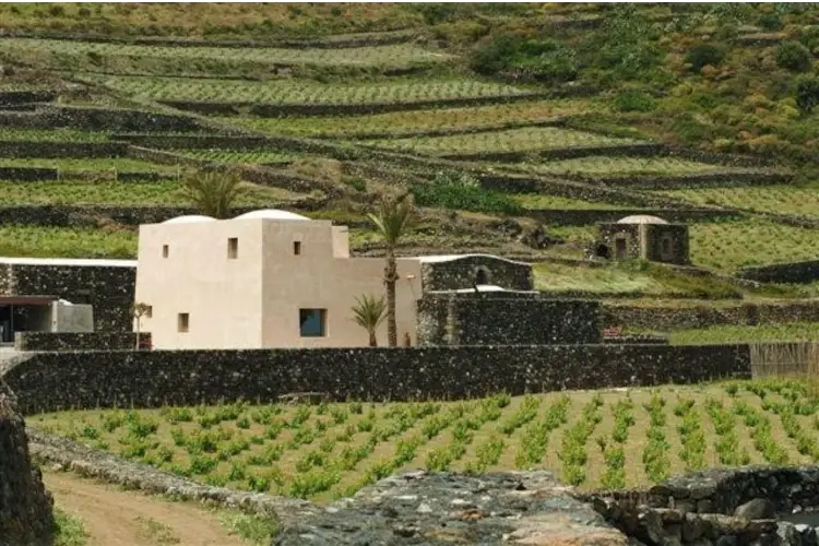 Vitigni della cantina Donnafugata Incendio di Pantelleria, salve le viti di Zibibbo: ora si teme per quelle bagnate dai Canadair