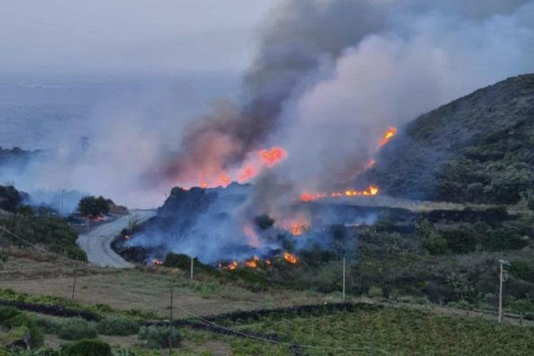L'incendio che ha colpito Pantelleria nei giorni scorsi Incendio di Pantelleria, salve le viti di Zibibbo: ora si teme per quelle bagnate dai Canadair