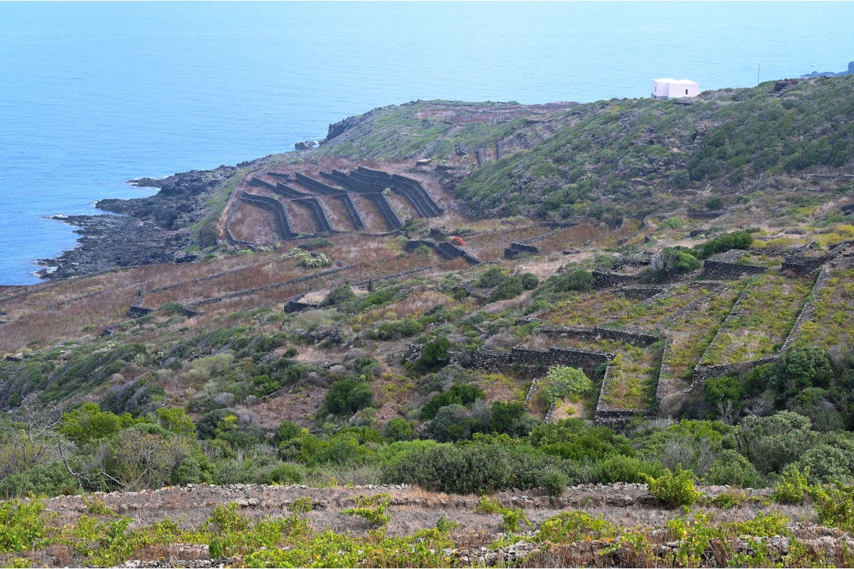 Una panoramica di alcuni vigneti a Pantelleria 