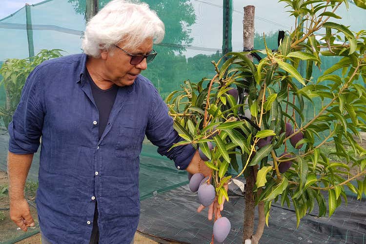 La produzione &egrave; di circa 30 tonnellate all'anno (Tra limoni e pompelmi spunta il papamango siciliano)