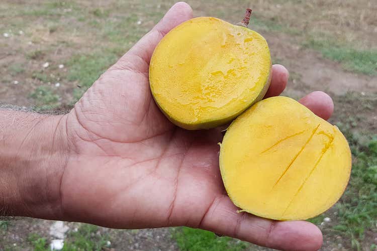 Il papamango siciliano (Tra limoni e pompelmi spunta il papamango siciliano)