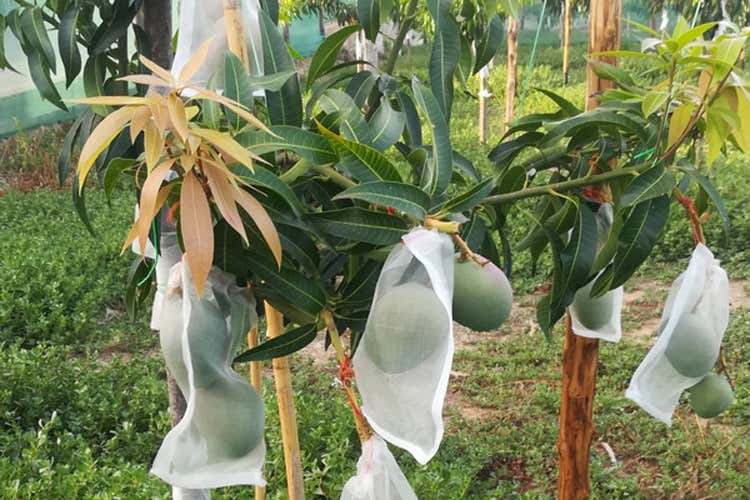 L'insaccamento dei frutti (Tra limoni e pompelmi spunta il papamango siciliano)