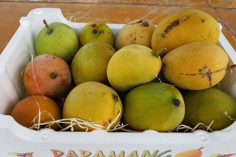 Una cassetta di frutti appena raccolti (Tra limoni e pompelmi spunta il papamango siciliano)