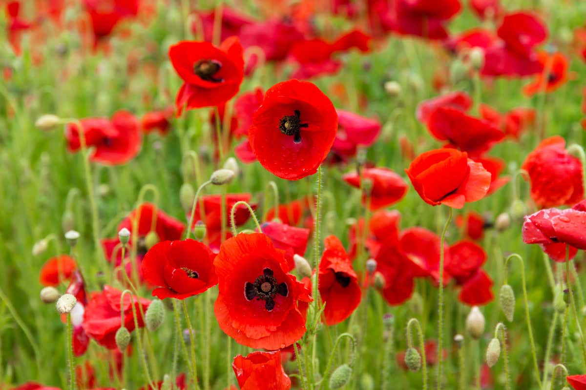 Dal Salento l'esempio di un uso intelligente in cucina delle erbe spontanee