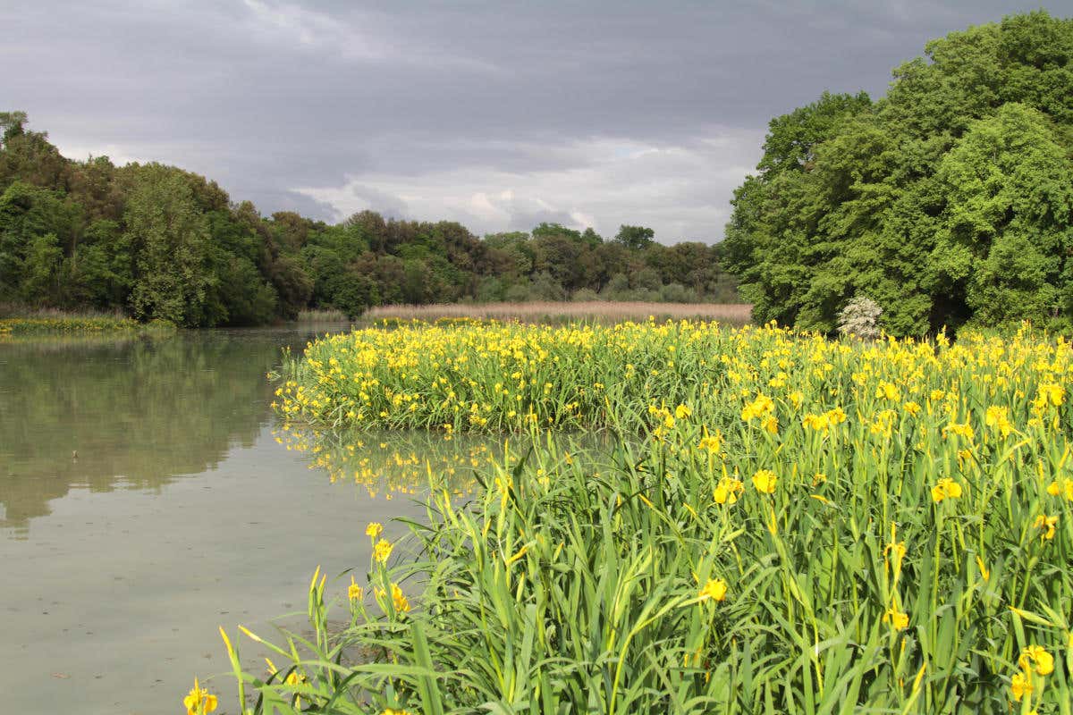 Il parco del Tevere è un'area naturale preziosa per la ricchezza di flora e fauna 