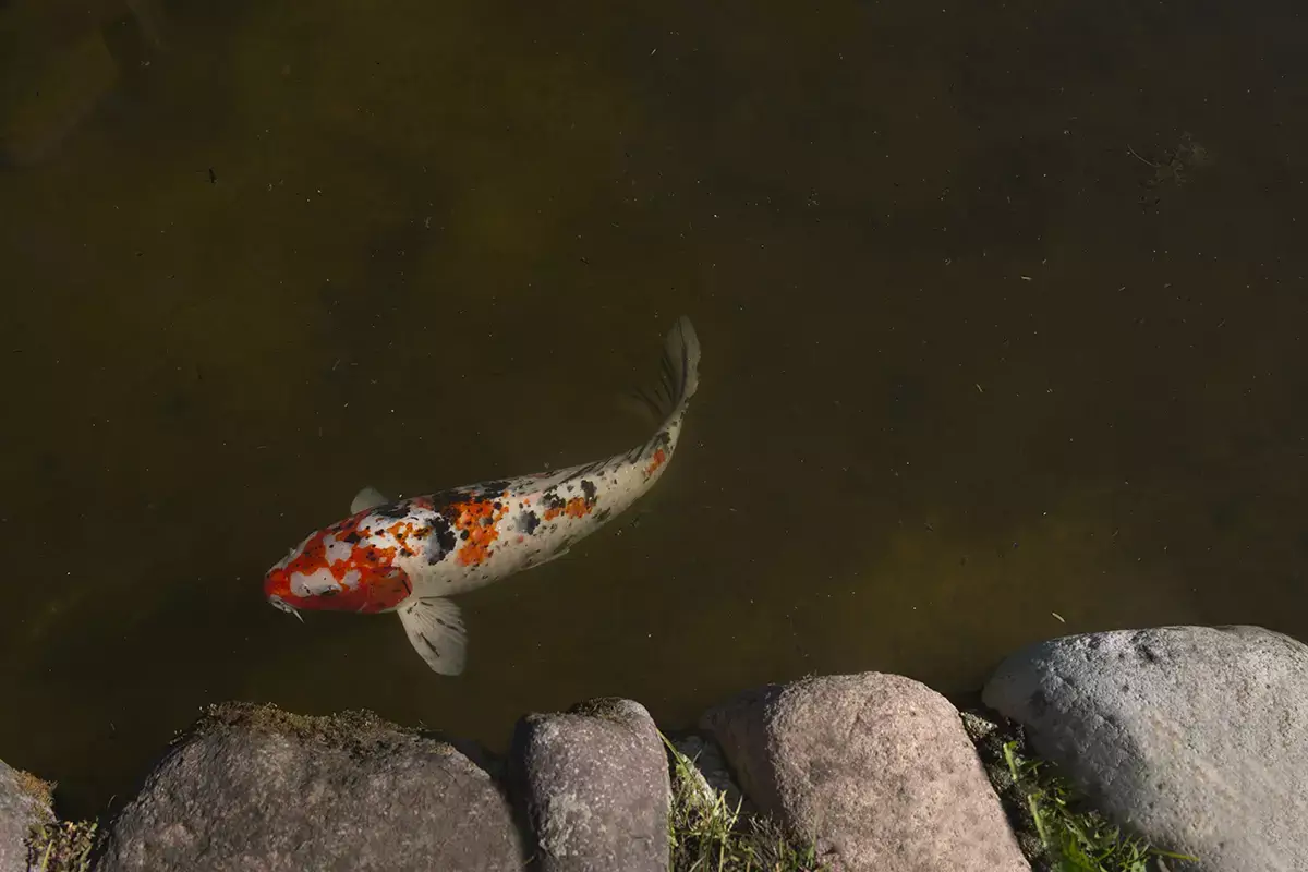 Carpe Koi Fiori, piante e animali fantastici: i tesori del Parco Giardino Sigurt&agrave;