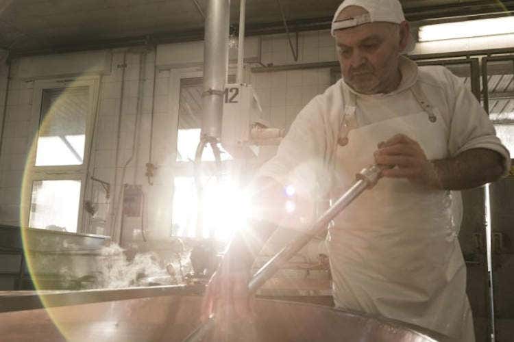 La lavorazione del Parmigiano Reggiano alla Latteria Due Madonne - Parmigiano, col negozio online vendite da Reggio Emilia all’Europa