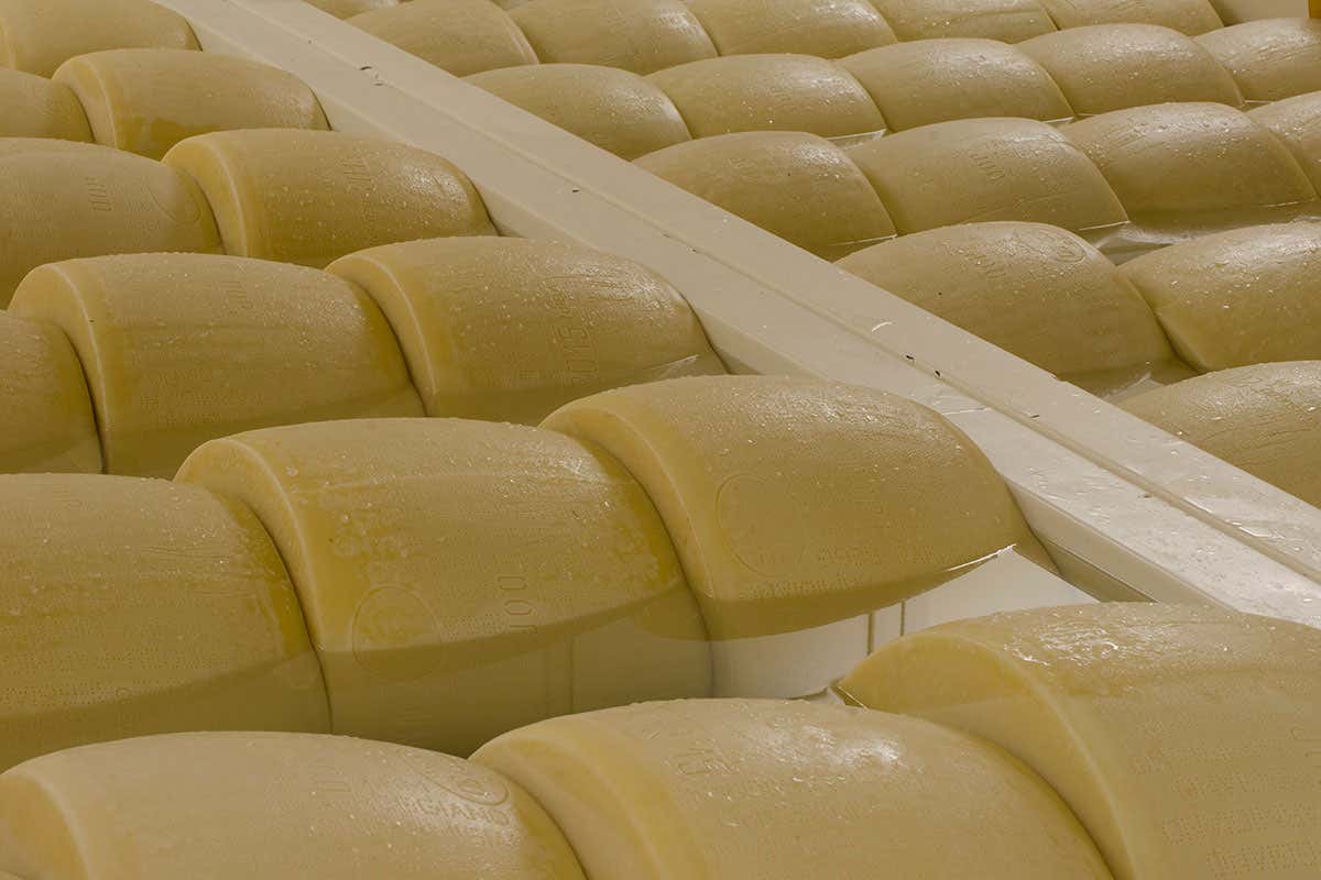 Lavorazione Parmigiano Reggiano punta su export, eventi e biodiversità Lavorazione Parmigiano Reggiano punta su export, eventi e biodiversità