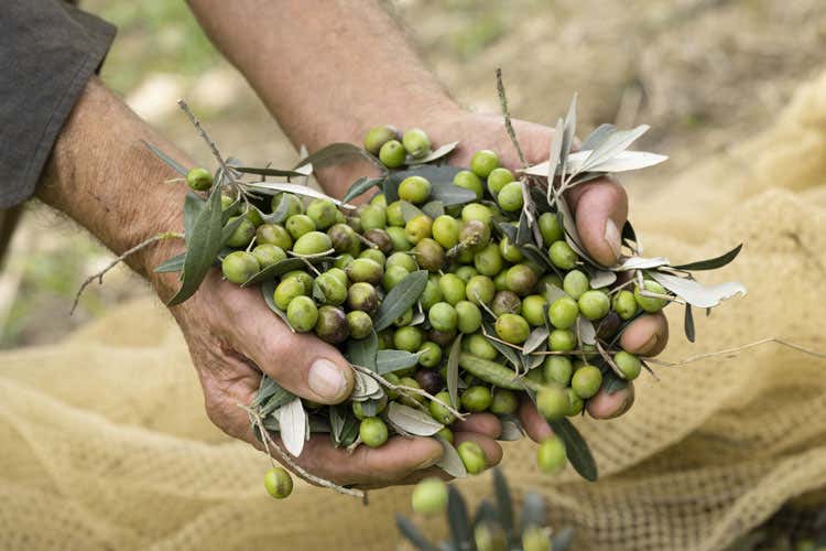 (Parte da Roma il tour gourmet dell’olio Laudemio Frescobaldi)