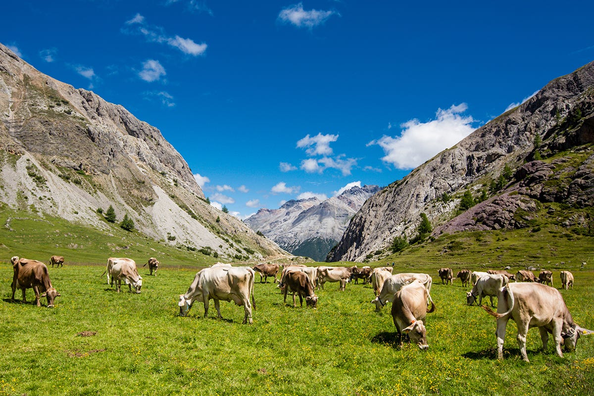Mucche al pascolo Assaggiando il Bitto: 7 tappe tra i borghi e sapori della Valtellina