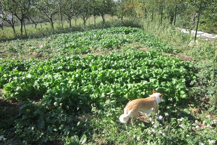 Coltivazioni molisane - Agricoltura, sanit&agrave; e buon cibo Il Molise vuole ripartire da qui