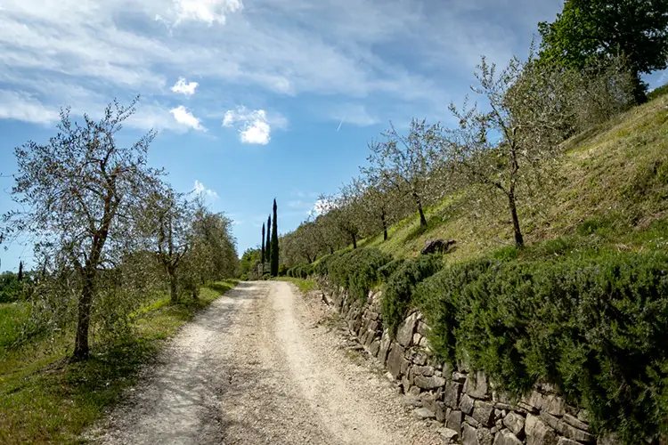 Passeggiate &amp; buon gusto. Tra borghi, ulivi e fattorie A spasso tra ulivi e storia In Umbria le passeggiate golose