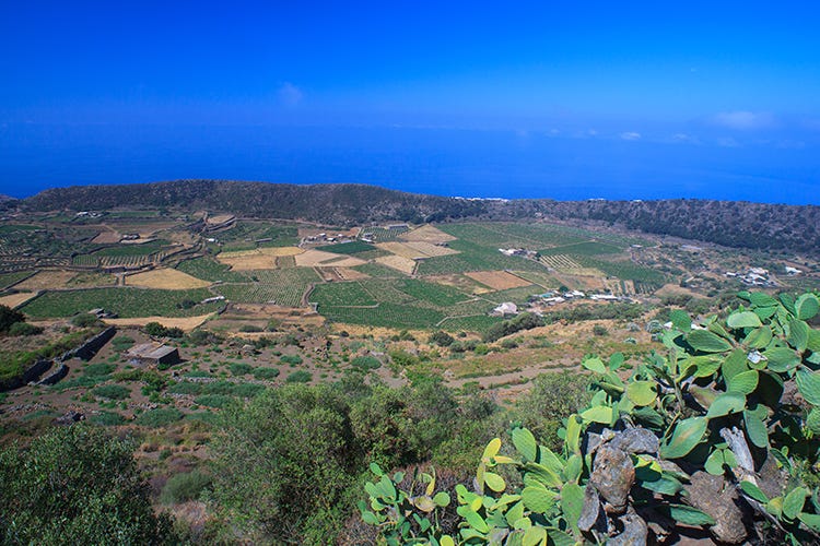 A Pantelleria una settimana di festa col vino locale protagonista (Sostenibilità e identità A Pantelleria va in scena Passitaly)