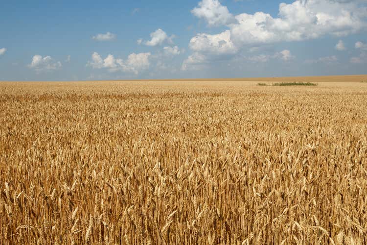 La pasta da grani antichi torna in voga In tavola 250 volte in più in 20 anni La pasta da grani antichi torna in voga In tavola 250 volte in più in 20 anni