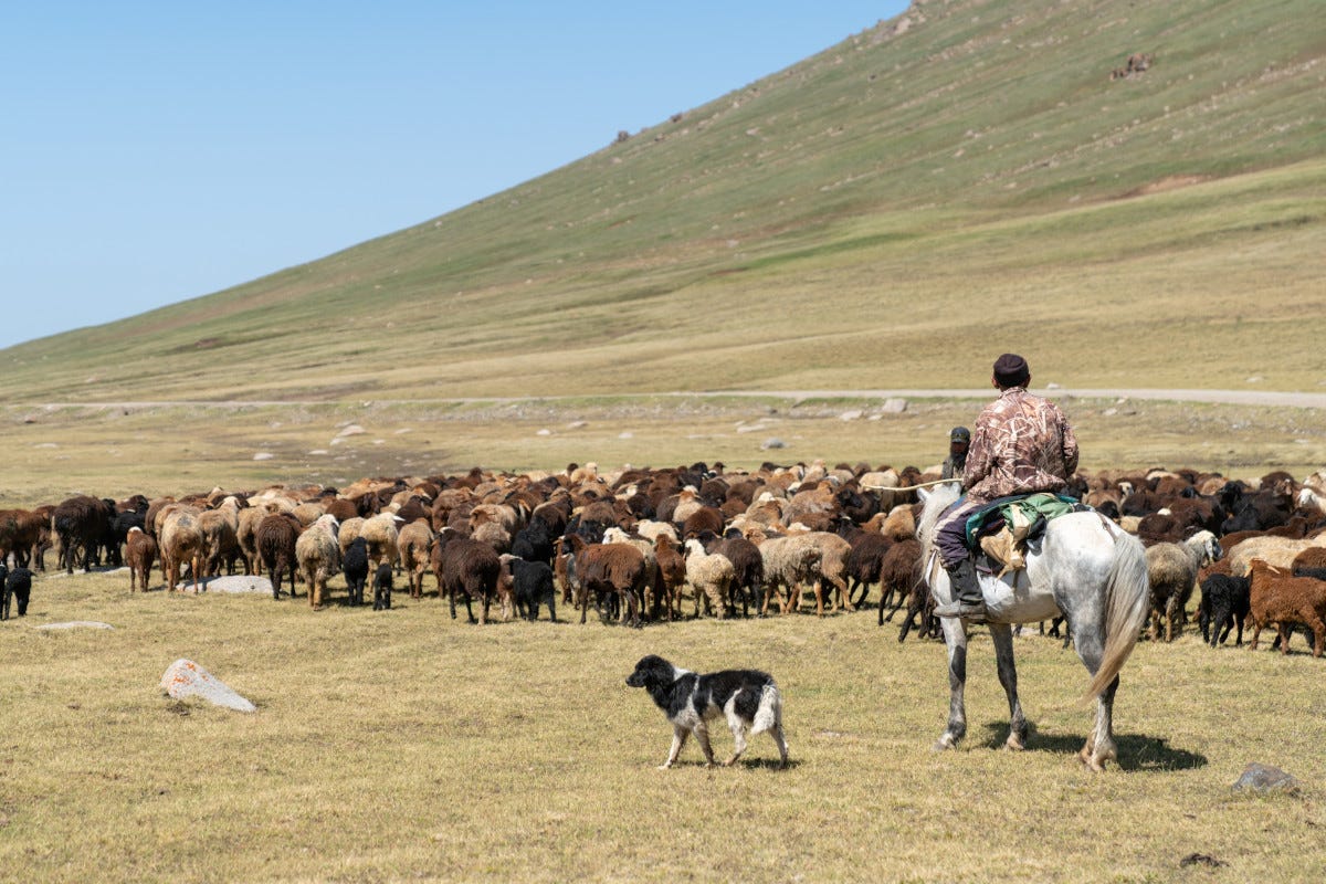 Pastori dal Kirghizistan per salvare l’allevamento in Sardegna
