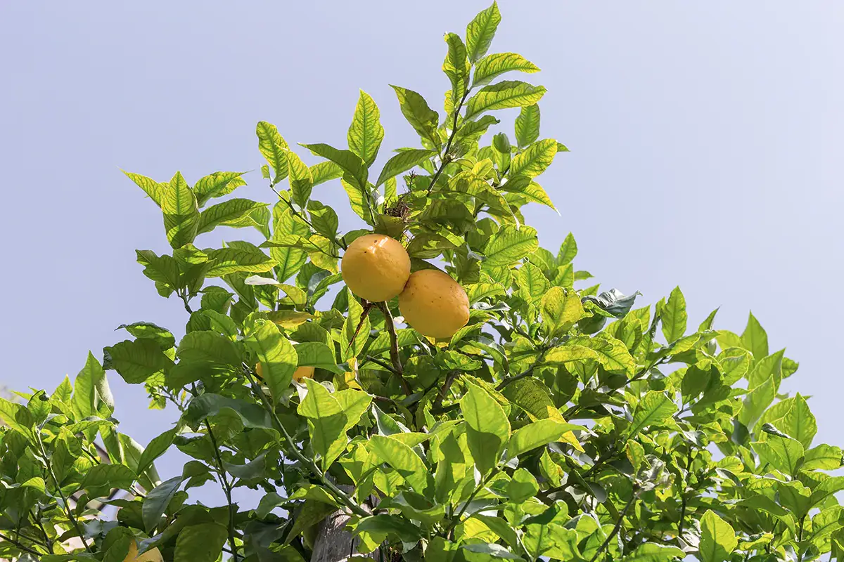 Dai limoni del Garda al Toc, la polenta comasca, sono sei le novit&agrave; nell'elenco dei Pat della Lombardia Regione Lombardia aggiorna l'elenco dei Prodotti agroalimentari tradizionali con 6 novit&agrave;