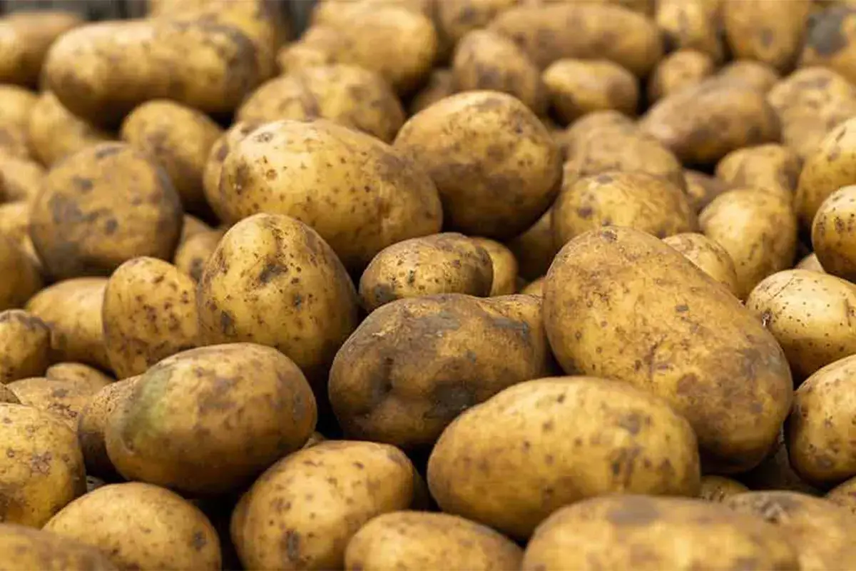 Uva e patate attaccate dai parassiti, l'Emilia Romagna lancia l'allarme