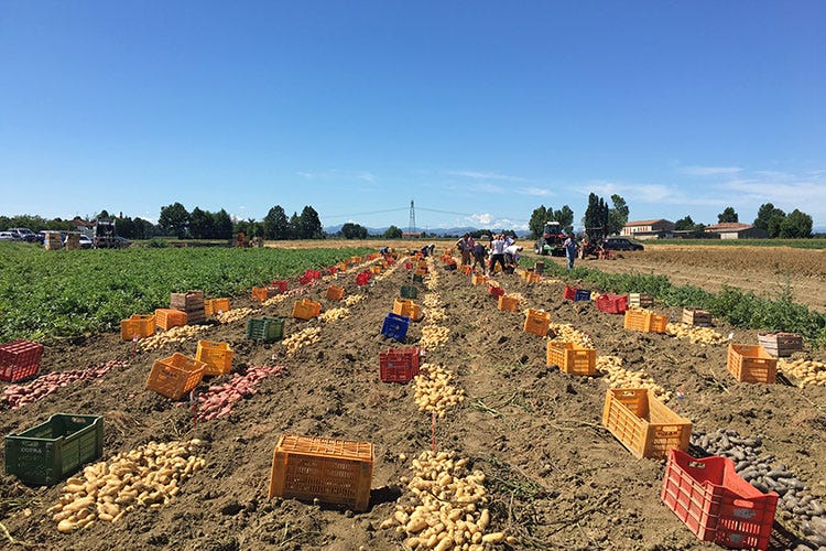 Una campo di patate dell'azienda Romagnoli - Melanzane e zucchine in aumento Preferiti i prodotti confezionati