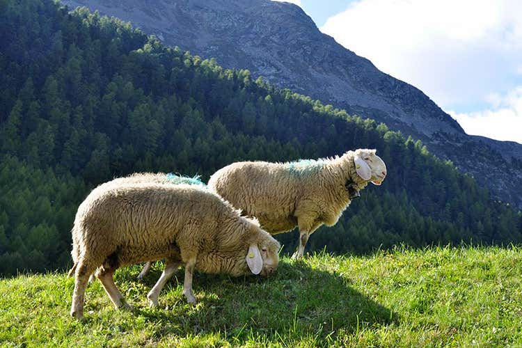 La pecora della Val Senales - La pecora della Val Senales -