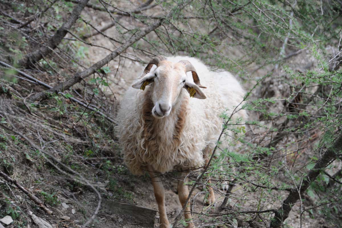 L'ultimo pastore della Brigasca rischia il pascolo: l'appello di Slow Food Italia L'ultimo pastore della Brigasca rischia il pascolo: l'appello di Slow Food Italia