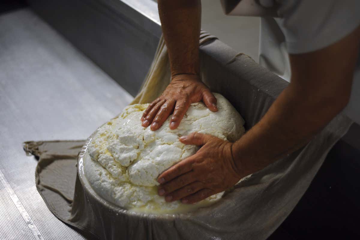 L'ultimo pastore della Brigasca rischia il pascolo: l'appello di Slow Food Italia L'ultimo pastore della Brigasca rischia il pascolo: l'appello di Slow Food Italia