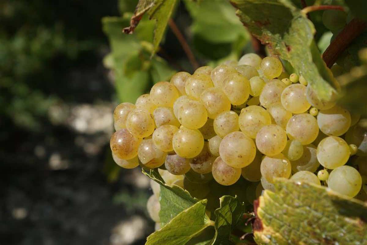 L'uva Chardonnay di Jacquesson