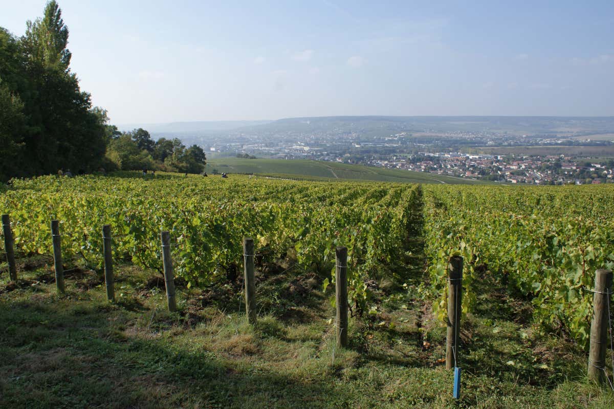 I vigneti di Jacquesson