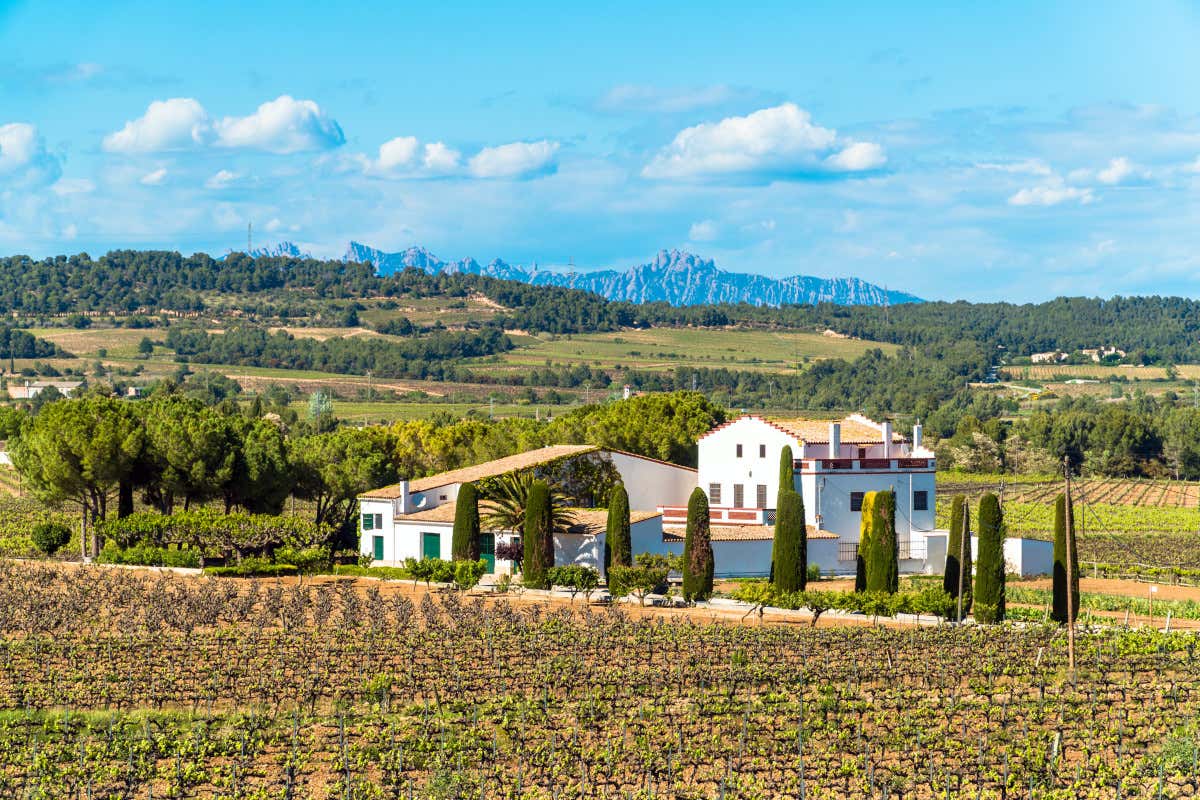 Viaggio fra le vigne del Penedès, la terra del Cava vicino a Barcellona