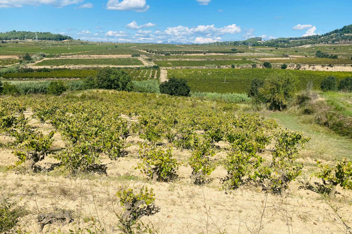 Viaggio fra le vigne del Penedès, la terra del Cava vicino a Barcellona Viaggio fra le vigne del Penedès, la terra del Cava vicino a Barcellona