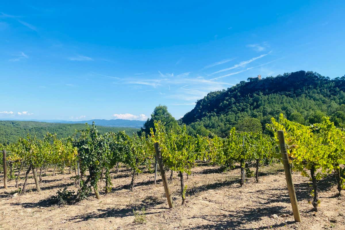 Viaggio fra le vigne del Penedès, la terra del Cava vicino a Barcellona Viaggio fra le vigne del Penedès, la terra del Cava vicino a Barcellona