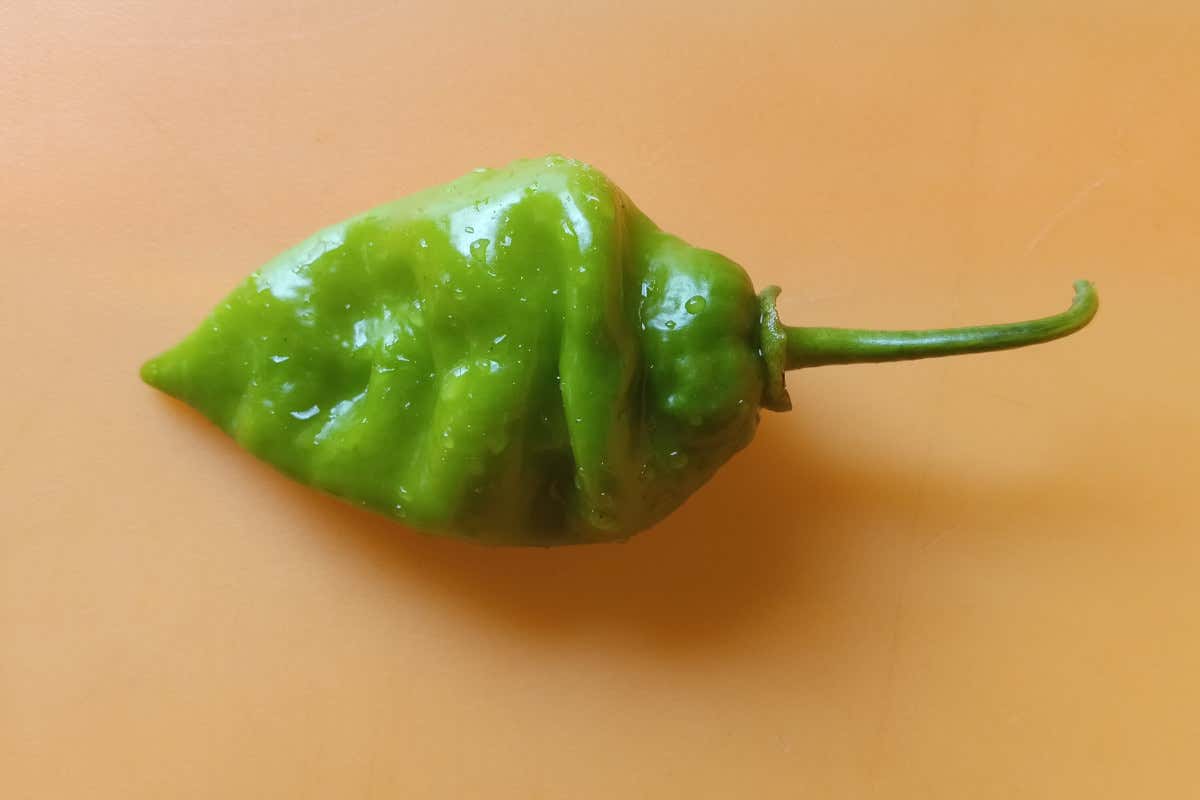 Il Pepper X, il peperoncino più piccante al mondo