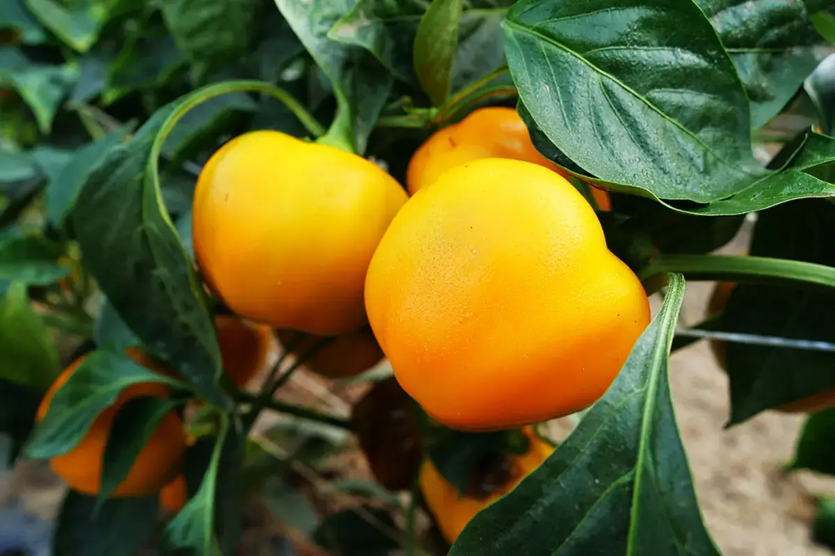 Il Peperone di Capriglio, Presidio Slow Food
