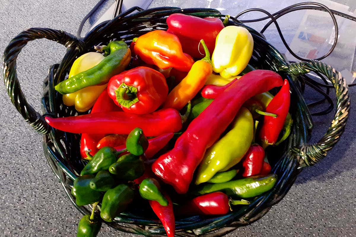 I peperoni, dal Messico al mondo, verso nuove prospettive di coltivazione I peperoni, dal Messico al mondo, verso nuove prospettive di coltivazione