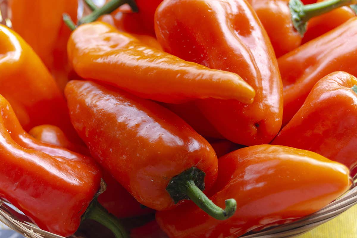 Tra le specialità regionali il peperone di Carmagnola Censimento da record per le specialità italiane: nel 2021 sono 5333 Tra le specialità regionali il peperone di Carmagnola Censimento da record per le specialità italiane: nel 2021 sono 5333