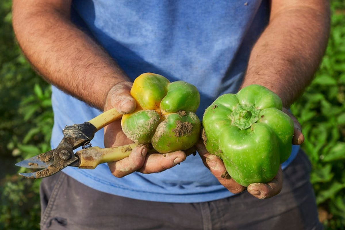 Il peperone di Voghera diventa ufficialmente Presidio Slow Food