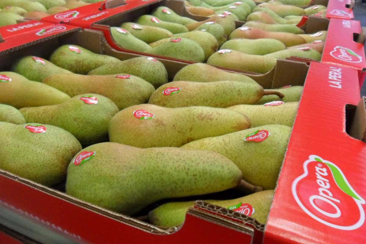Una cassetta di pere Opera Le pere non si trovano e costano di pi&ugrave;. Colpa di meteo, cimice asiatica e alternaria
