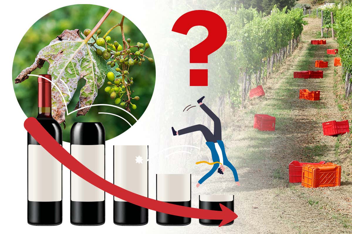 Vendemmia allarme peronospora: cali al 40%. Abruzzo e Molise le più colpite