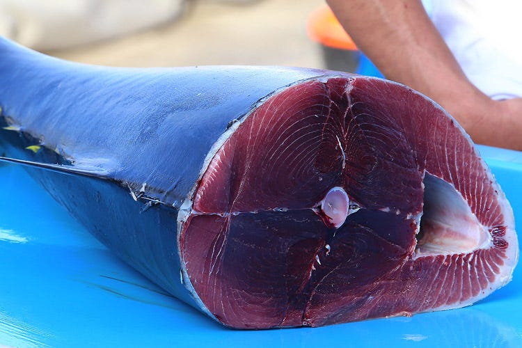 Fissate le quote individuali per la pesca del tonno rosso(Pesca del tonno rosso Quote individuali per le tonnare)
