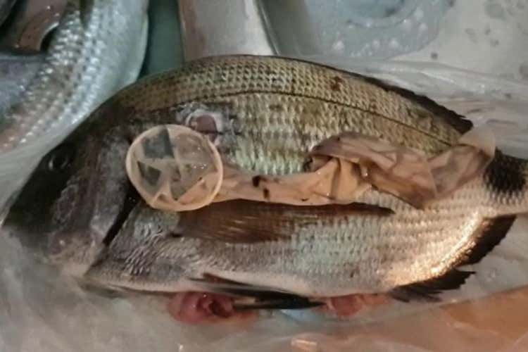 Il preservativo trovato nel sarago. Il video sta facendo il giro del web (Pesca un sarago e nella pancia trova un preservativo intero)