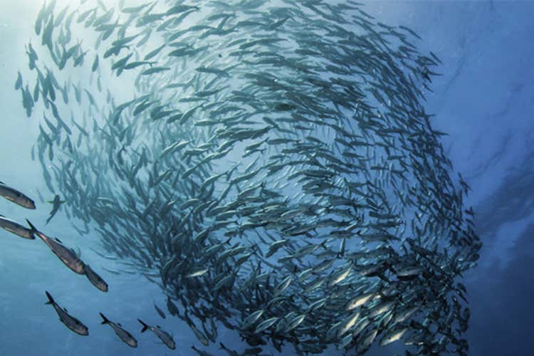 Cucinare con il pescato certificatoLa proposta sostenibile di Msc