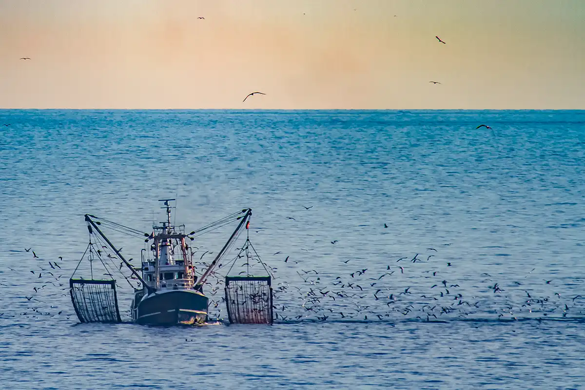 Con la Brexit, la pesca del tonno rosso italiana perde 100mila euro La Brexit pesa sulla pesca E l'Italia cede quote Oltremanica
