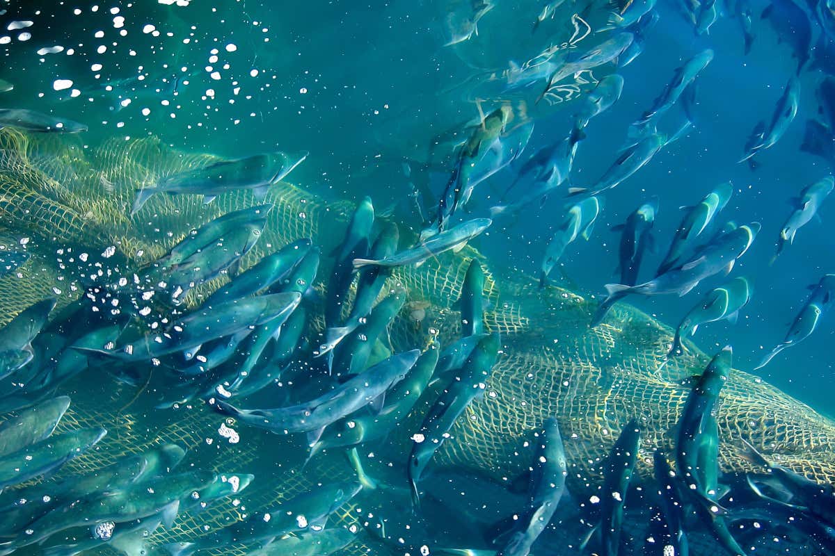 Pesca sostenibile, anche i cuochi di Relais & Châteaux in prima linea